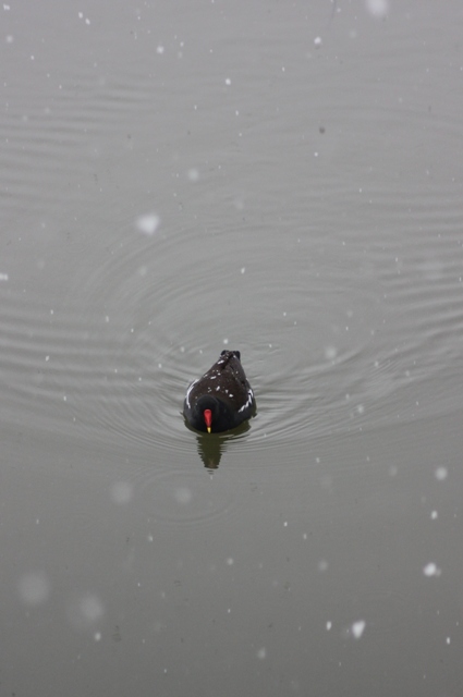 Hiver 2013 - Sous la neige